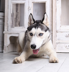 Siberian husky in the interior