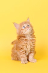 Maine Coon kitten on a yellow background