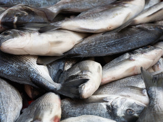 Obraz premium Sea Bream