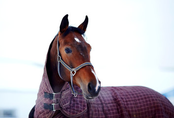 Portrait of a sports stallion in a body cloth.