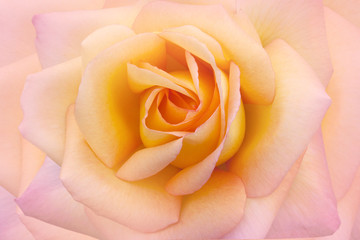 Beauty rose background closeup macro.