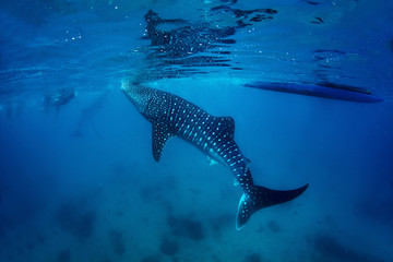 Naklejka premium Whale shark