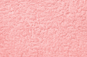 Wool sheep closeup