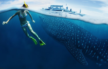 Fototapeta premium Shark