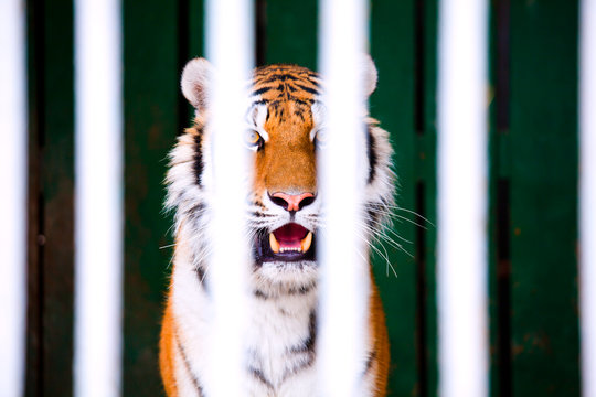 tiger in the cage