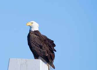 Bald Eagle, Florida