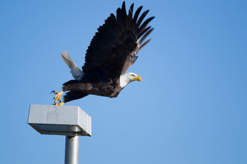 Southern Bald Eagle (Haliaeetus leucocephalus)