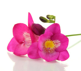 Pink freesia flower, isolated on white