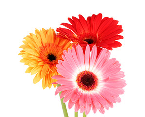 Beautiful Gerber flowers isolated on white