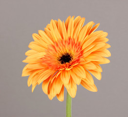 Beautiful Gerber flower on grey background