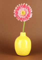 Beautiful Gerber flower on brown background