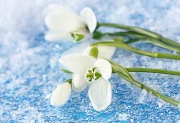 Fototapeta na wymiar Bouquet of snowdrop flowers, on snow background