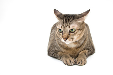 Studio shot of Thai Cat, curious Face