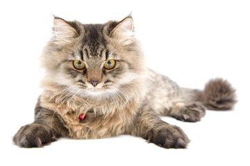 Studio shot of Persian cat, Front Face