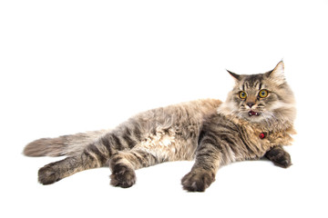 Scaring Persian Cat on White Background