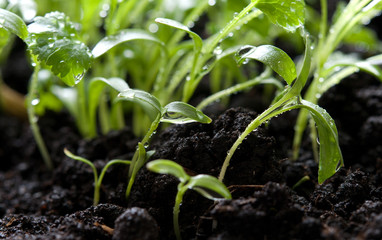 young green plants