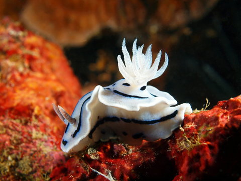 Sea slugs of the Philippine sea