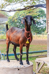 Portrait of goat standing in the farm