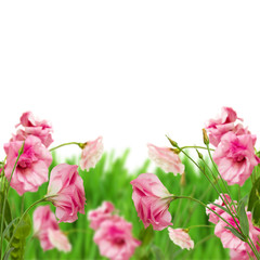 Obraz premium pink eustoma flowers in grass