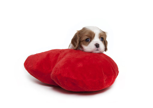 Cavalier Spaniel Puppy On Plush Pillow