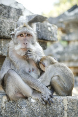monkey in temple bali indonesia