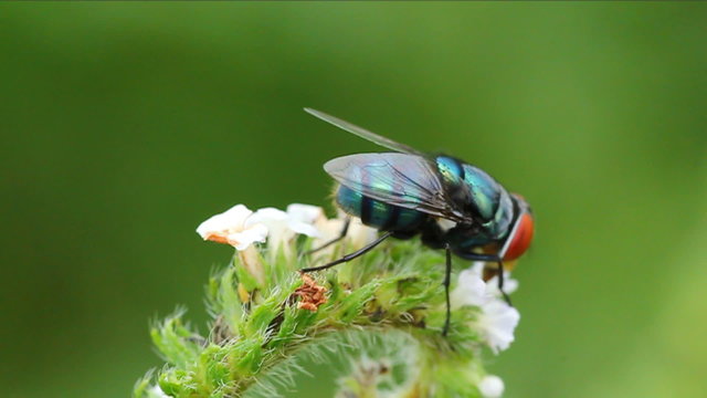 bluebottle (fly) on green leaf