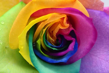 Fotobehang Macro Close up van regenboog roos hart