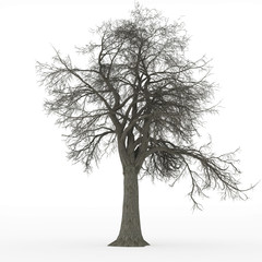 ash tree leafless