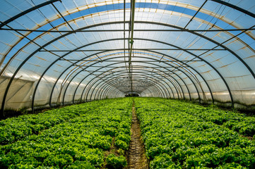 Greenhouse nursery for the cultivation of salad and other vegatable - obrazy, fototapety, plakaty
