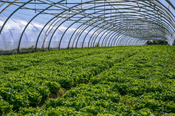 Interior of Greenhouse for salad cultivation