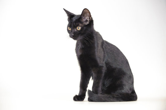 Katze Sitzend" Bilder – Durchsuchen 2 Archivfotos, Vektorgrafiken und  Videos | Adobe Stock