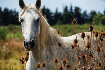 horse wild of camargue - obrazy, fototapety, plakaty