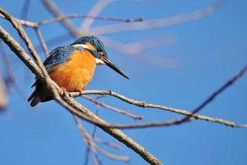 止まり木のカワセミ