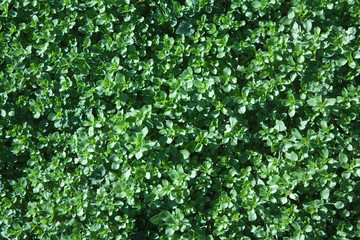 Fototapeta na wymiar Зеленая трава