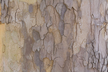 Фактура коры дерева © alenka2180