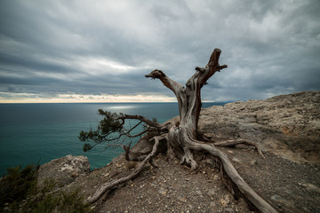 Picturesque landscape of snag against of scenic sky and sea
