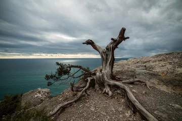 Foto op Canvas Picturesque landscape of snag against of scenic sky and sea © Maksud