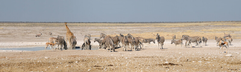 Fototapeta na wymiar ¯yrafa, Springbok, Oryx i zebry