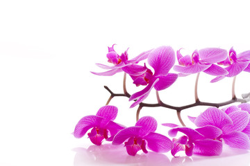 Obraz na płótnie Canvas Kwiaty Phalaenopsis