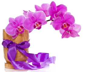 Phalaenopsis flowers