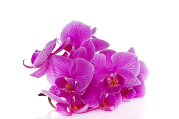 Fototapeta na wymiar Kwiaty Phalaenopsis
