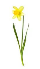 Deurstickers Narcis Gele narcis op witte achtergrond