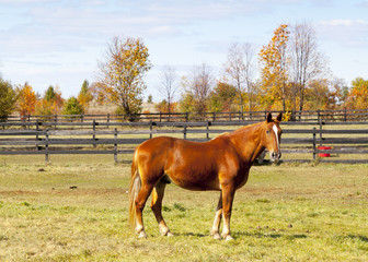 Horse © maksymowicz