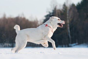 Central Asian Shepherd for winter walks