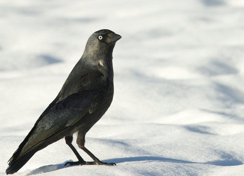 Jackdaw in the snow