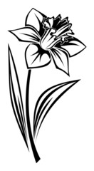 Black silhouette of narcissus flower. Vector illustration.