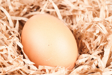 One raw egg in a nest