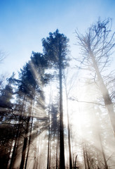 Fototapeta na wymiar Promienie słońca przekraczania misty lasu