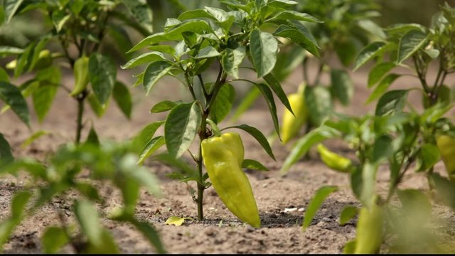 Ripe peppers in the garden