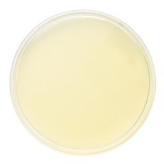 blank petri dish isolated on white